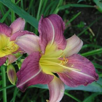 Лилейник Hemerocallis ‘Blue Sheen’ 